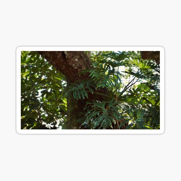PHILODENDRON THAUMATOPHYLLUM AROID PLANT GREEN JUNGLE Sticker
