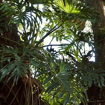 Artwork thumbnail, PHILODENDRON THAUMATOPHYLLUM AROID PLANT GREEN JUNGLE by teruyalab