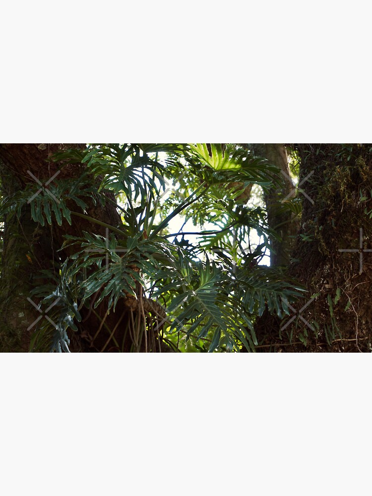 Thumbnail 3 of 3, Sticker, PHILODENDRON THAUMATOPHYLLUM AROID PLANT GREEN JUNGLE designed and sold by teruyalab.