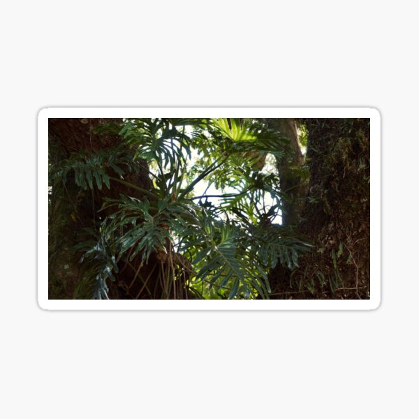 PHILODENDRON THAUMATOPHYLLUM AROID PLANT GREEN JUNGLE Sticker