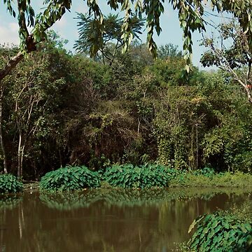 Artwork thumbnail, POND PLANTS JUNGLE NATURE by teruyalab