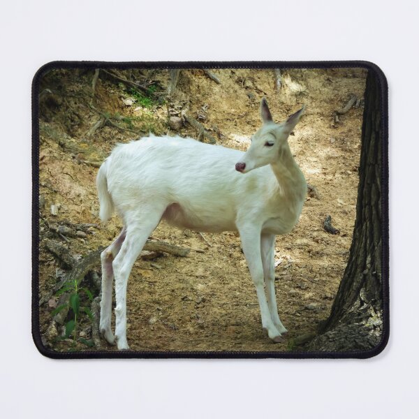 Item preview, Albino Deer By Brandon Cable designed and sold by BrandonArtWorld.