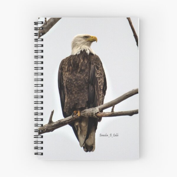 Item preview, Águila calva americana firme por Brandon Cable designed and sold by BrandonArtWorld.