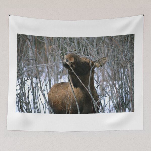 Item preview, Moose food designed and sold by zumi.