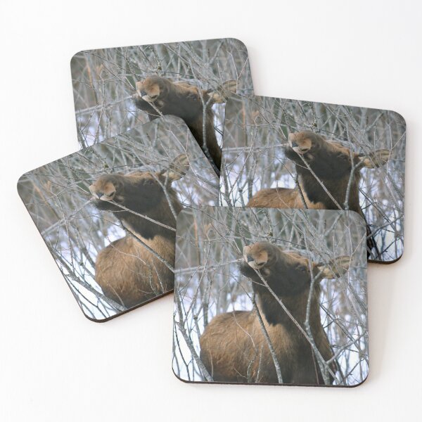 Item preview, Moose food designed and sold by zumi.