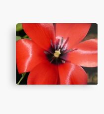 Little Red Riding Hood Tulip Metal Print