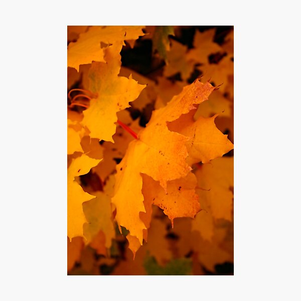 Item preview, Golden Days of Autumn designed and sold by vernonplatt.