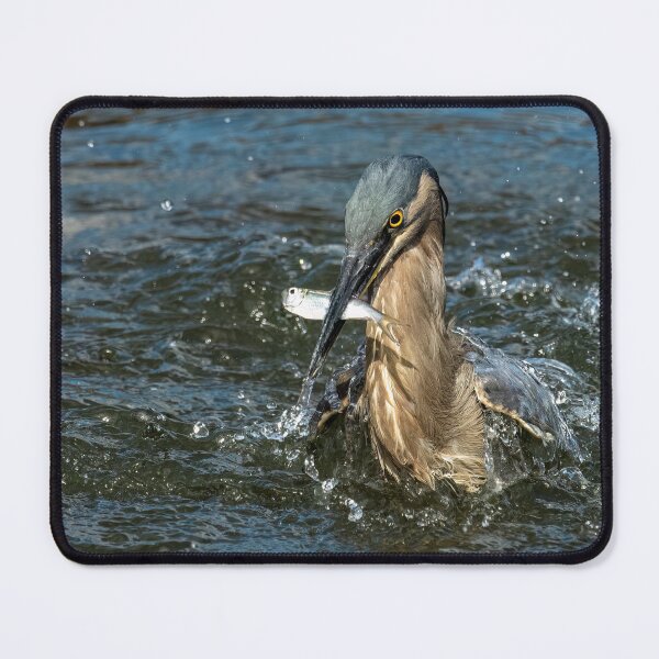 Item preview, Striated heron with his catch of the day designed and sold by Ozjanette90.