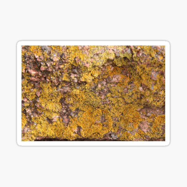 Item preview, Lichen Delight 2 designed and sold by Honey Myrtle Studio.