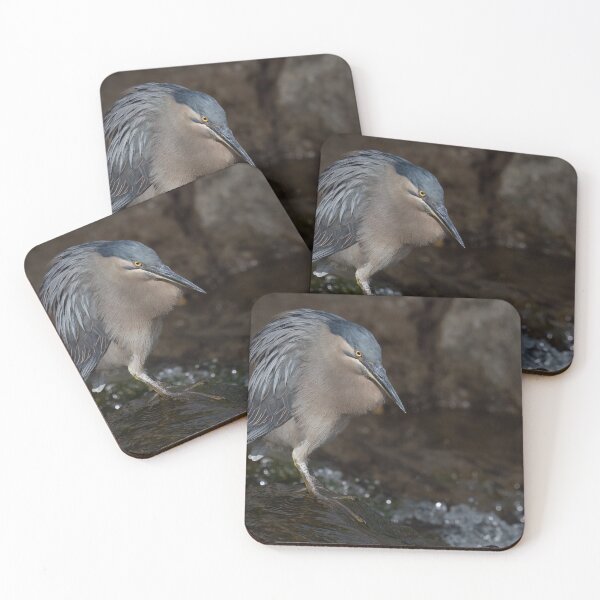 Item preview, Striated heron strikes a  pose on the Coomera River designed and sold by Ozjanette90.