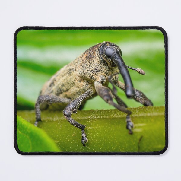 Item preview, A true weevil, also known as snout beetle (Curculionidae) designed and sold by AvonPerception.