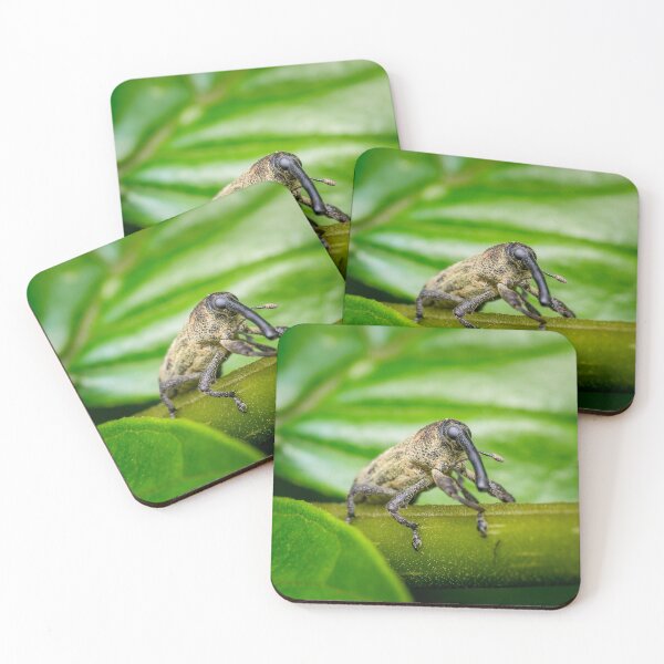 Item preview, A true weevil, also known as snout beetle (Curculionidae) designed and sold by AvonPerception.