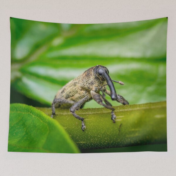 Item preview, A true weevil, also known as snout beetle (Curculionidae) designed and sold by AvonPerception.