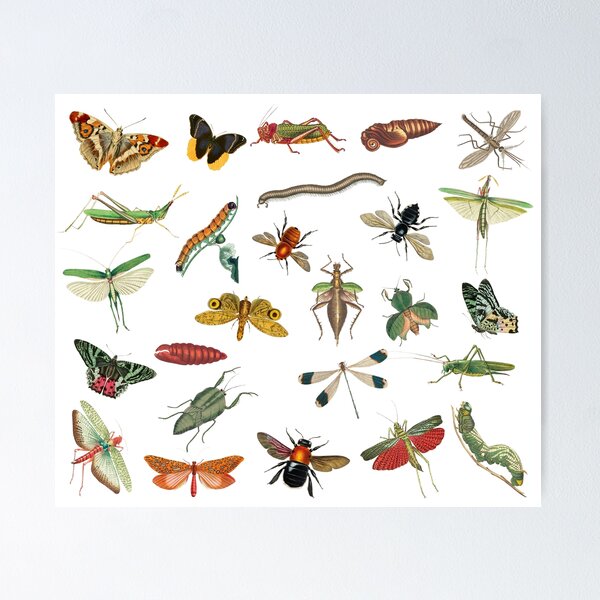Item preview, Colorful Vintage Insect Illustration Pattern   designed and sold by idovedesign.