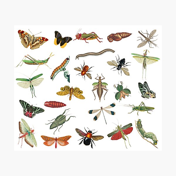 Item preview, Colorful Vintage Insect Illustration Pattern   designed and sold by idovedesign.