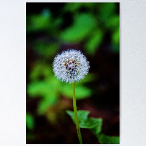 Item preview, Dandelion Clock designed and sold by Cynthia48.