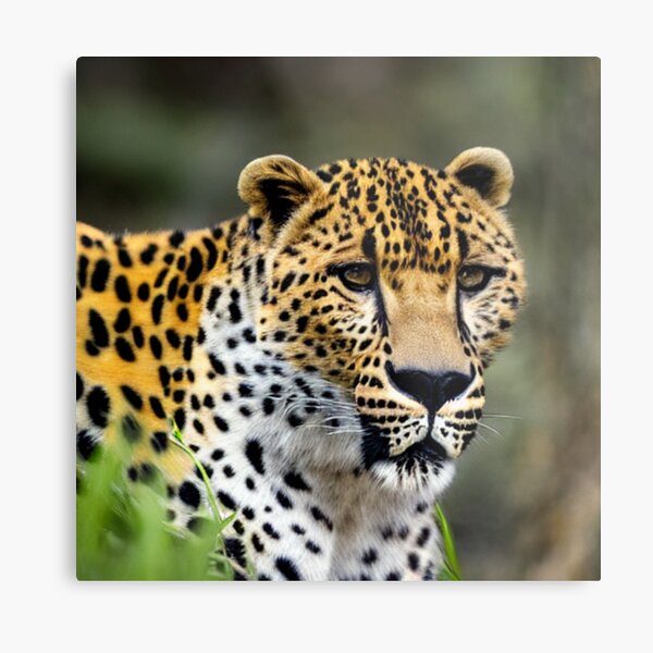 Item preview, Leopard with jungle background designed and sold by Gatolandia.
