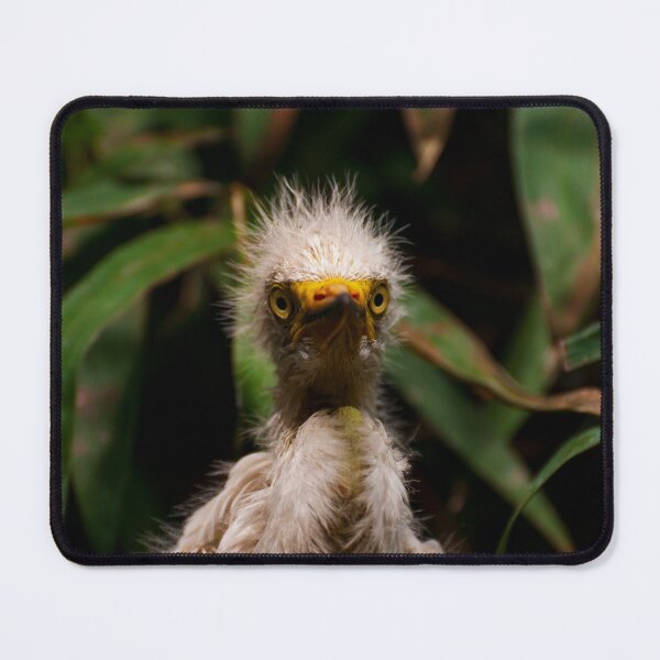 Item preview, White egret chick in the nest. Cute bird. designed and sold by kstanvir.