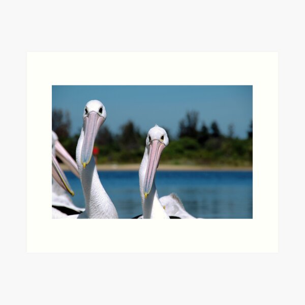 Item preview, Pelicans designed and sold by Leanne Robson.