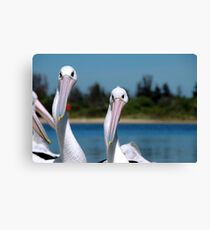Pelicans Canvas Print