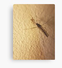 Just hanging around Metal Print