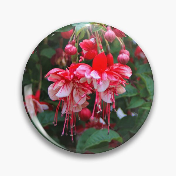 Item preview, Red and white fuchsias in bloom designed and sold by FranWest.