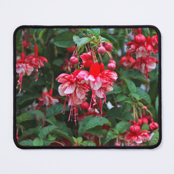 Item preview, Red and white fuchsias in bloom designed and sold by FranWest.