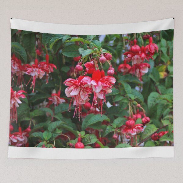 Item preview, Red and white fuchsias in bloom designed and sold by FranWest.