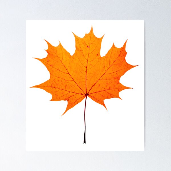 Item preview, autumn maple-leaf designed and sold by Sergieiev.