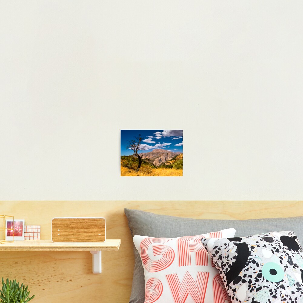 Death tree Photographic Print