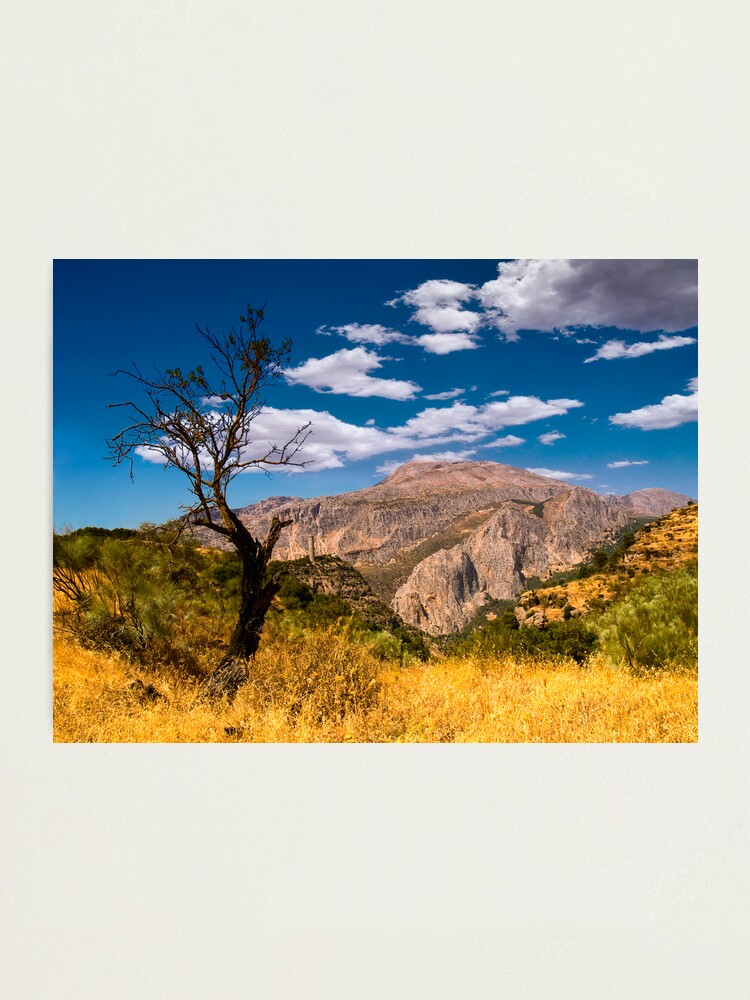 Alternate view of Death tree Photographic Print