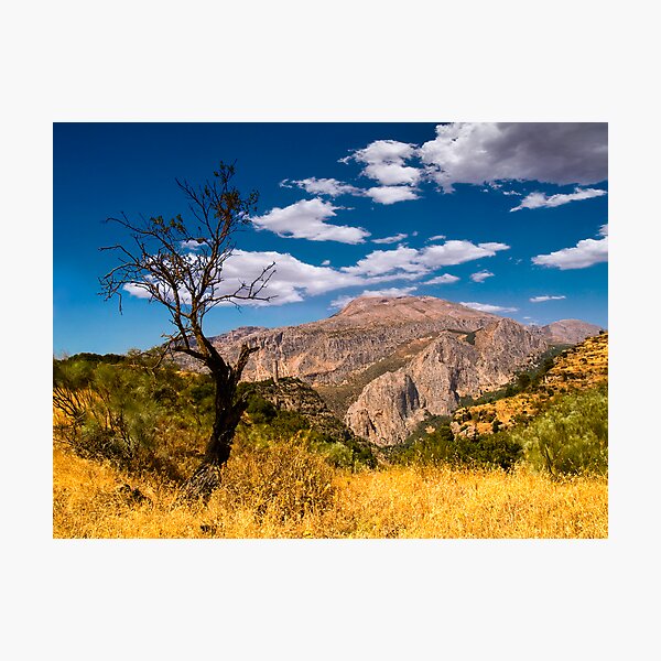 Death tree Photographic Print