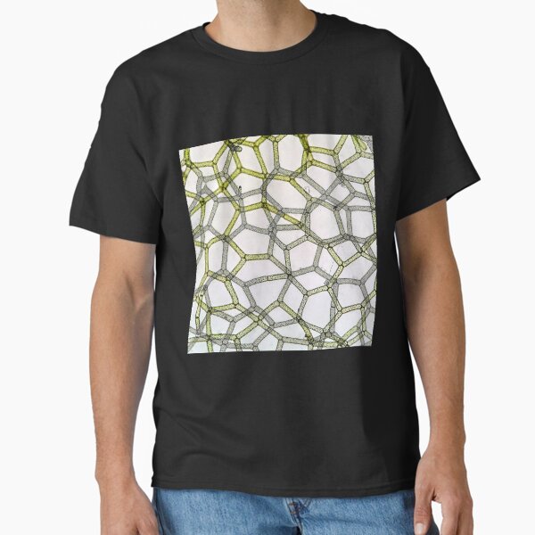 Item preview, reticulated algal thallus, live specimen; plant anatomy, microscopy designed and sold by everydaybotany.