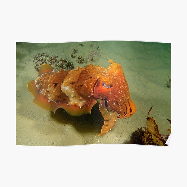 Giant Cuttlefish - Sepia apama Poster