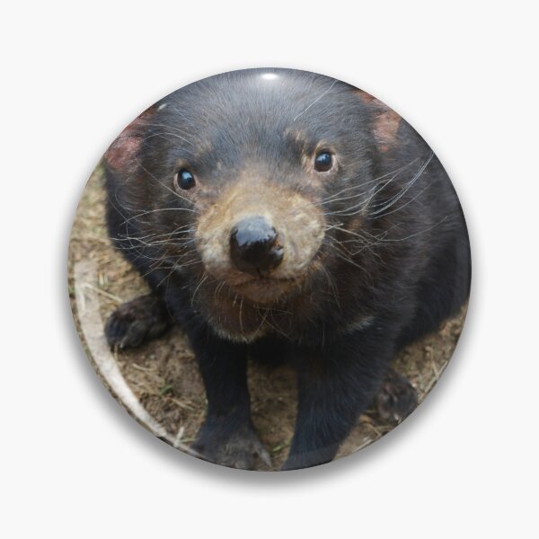 Item preview, I love Tasmanian Devils designed and sold by ljm000.