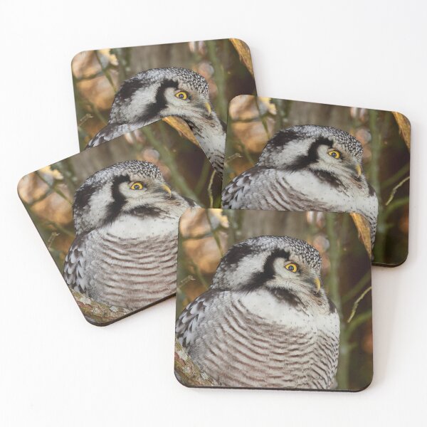 Item preview, Stay sharp, Northern hawk-owl designed and sold by Jouko Lehto Photography.