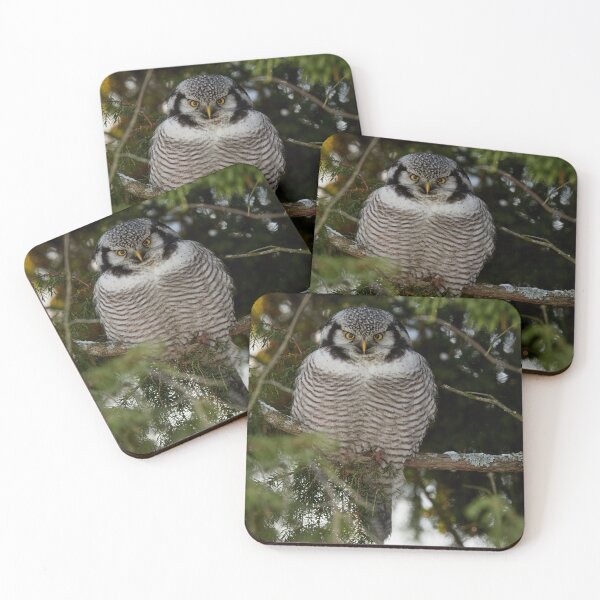 Item preview, The look. Northern hawk-owl designed and sold by Jouko Lehto Photography.