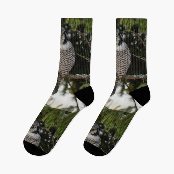 Item preview, The look. Northern hawk-owl designed and sold by Jouko Lehto Photography.