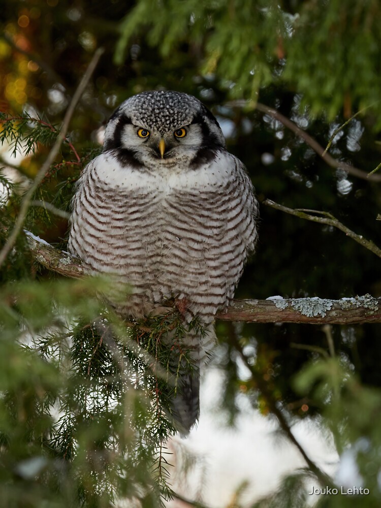 The look. Northern hawk-owl