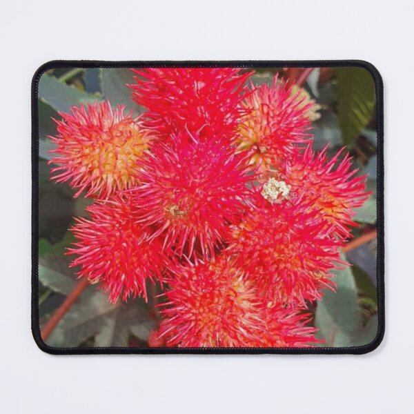 Item preview, Castor Plant Beautiful Red Seed Vessel designed and sold by funkyfreshfinds.