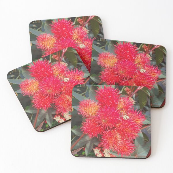 Item preview, Castor Plant Beautiful Red Seed Vessel designed and sold by funkyfreshfinds.