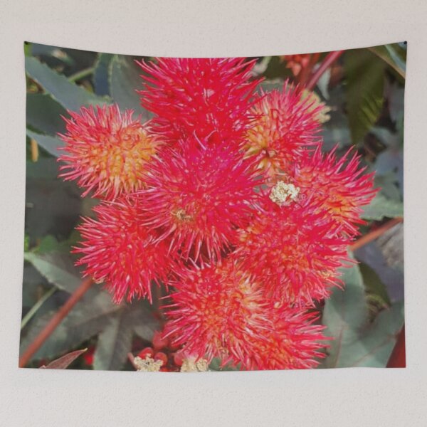 Item preview, Castor Plant Beautiful Red Seed Vessel designed and sold by funkyfreshfinds.
