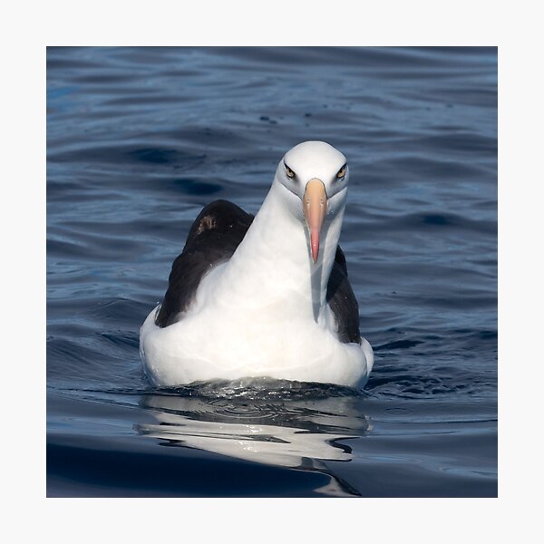 Campbell Albatross Photographic Print