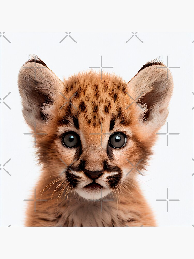 Cute Baby Puma Cougar Nursery Babyroom Animal Portrait Wild Feline Cats Sticker for Sale by ANIMALAND DESIGN Redbubble