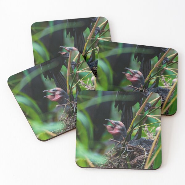 Item preview, Little baby of cormorant bird photography  designed and sold by kstanvir.