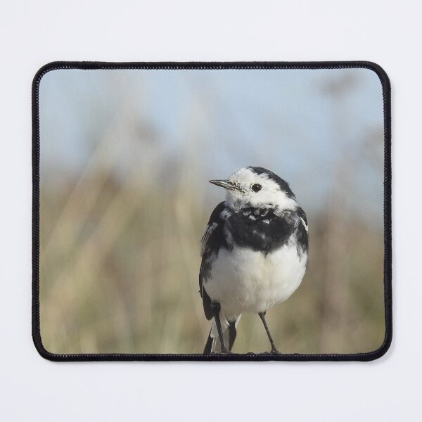 Item preview, Close-up view of male Pied Wagtail designed and sold by TwistedClassics.