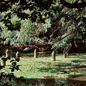 Artwork thumbnail, POND PLANTS JUNGLE NATURE by teruyalab