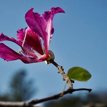 Artwork thumbnail, PURPLE PINK FLOWER TREE by teruyalab
