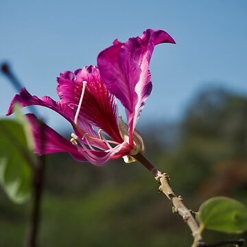 Artwork thumbnail, PURPLE PINK FLOWER TREE by teruyalab