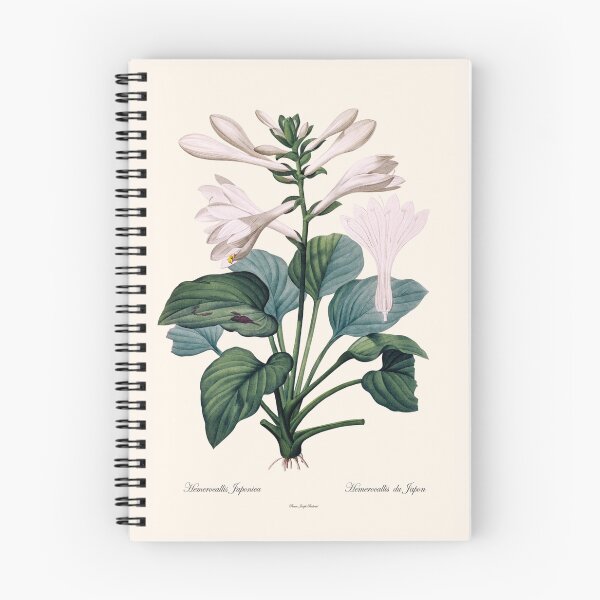 Item preview, Hemerocallis Japonica | Hemerocallis du Japon | Pierre-Joseph Redouté designed and sold by LaMadeleine.